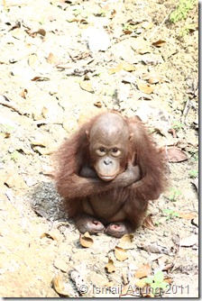 orangutan 051