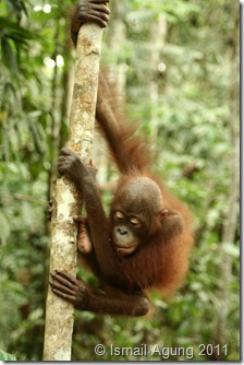 orangutan 098