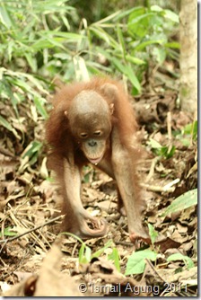 orangutan 122