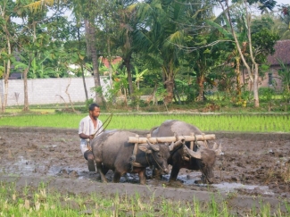 Interaksi Manusia Dan Hewan Ternak Kompasiana Com