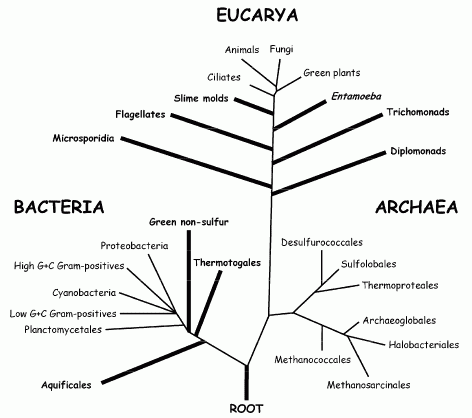 Diagram Pohon Evolusi Choice Image - How To Guide And Refrence Diagram Pohon Evolusi Choice Image - How To Guide And Refrence