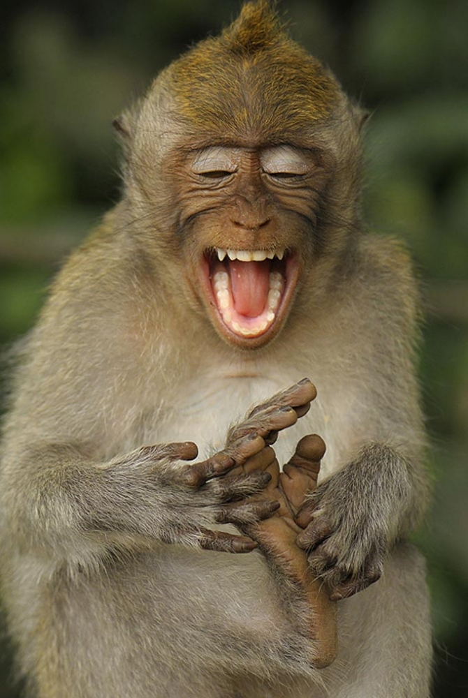 Laughing Monkey