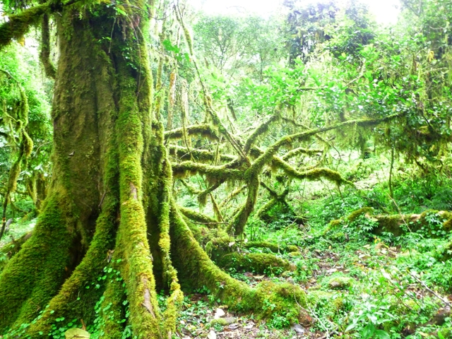 hutan terbesar di indonesia