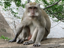 crab-eating_macaque3