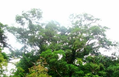 Hutan DAS Barito Kian Merana Anggrek Barsel Kian Raib Hutan DAS Barito Kian Merana Anggrek Barsel Kian Raib