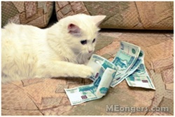 Tips Memelihara Kucing disaat sedang Krisis Keuangan