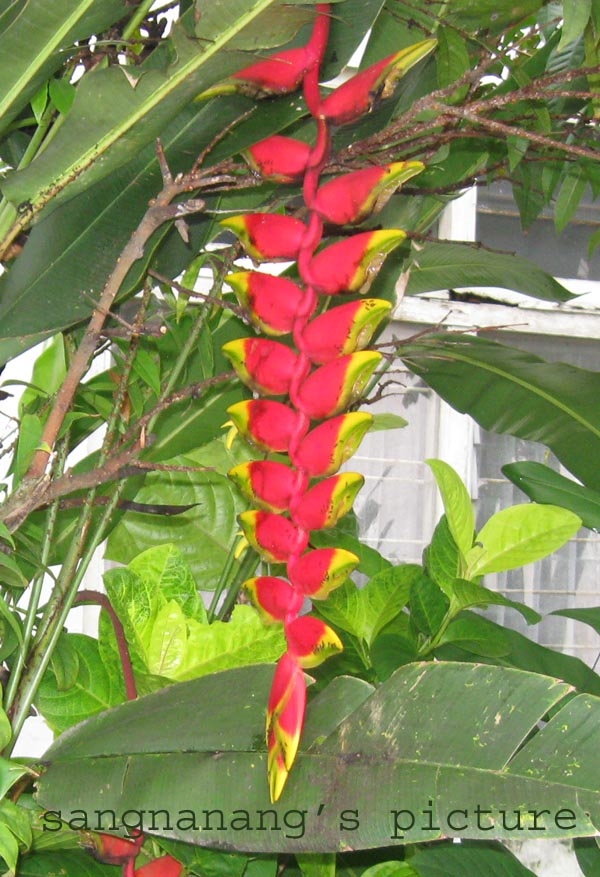 Kembang Lambe Sekar Tidar Halaman 1 Kompasiana Com