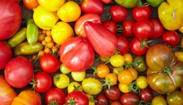 Menyimpan tomat mentah di dalam lemari es akan memperlambat pematangan dan mempengaruhi rasa. Photo :http://static1.squarespace.com/