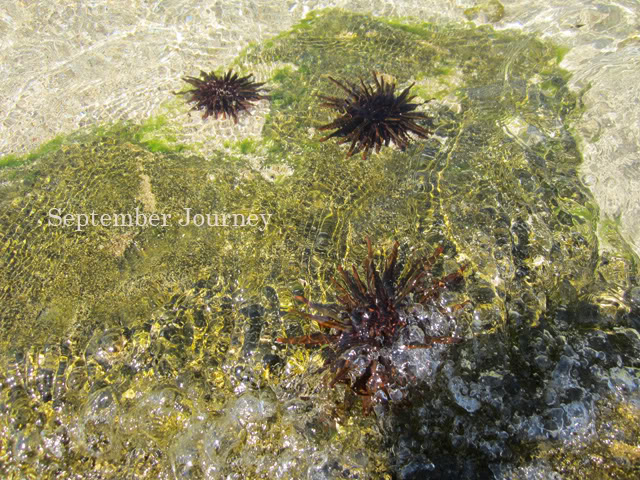 Biota Laut