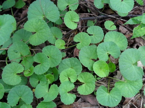 Darah Tumbuhan untuk Kesehatan Lewat Kearifan Lokal Darah Tumbuhan untuk Kesehatan Lewat Kearifan Lokal
