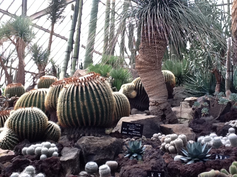 Jenis kaktus yang sudah berusia tua ( foto : hb.sapto nugroho )