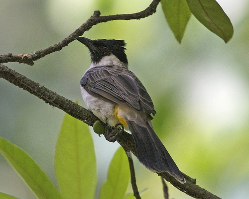 Burung Kutilang Terbaru