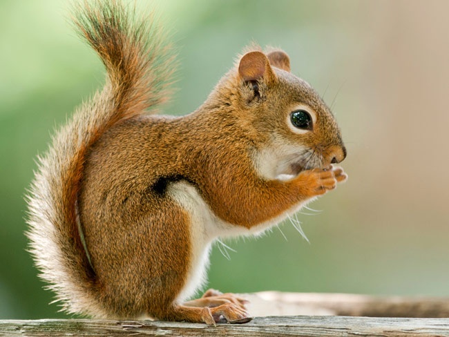 Burung dan Bajing Peliharaan oleh Mabate Wae Kompasiana com Burung dan Bajing Peliharaan oleh Mabate Wae Kompasiana com