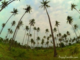 Pohon kelapa Bintan