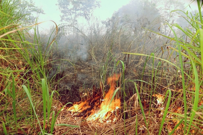 Kebakaran Hutan Jambi