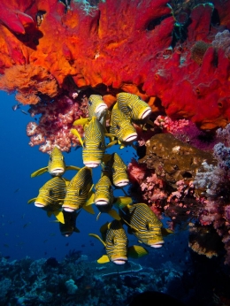 The coral reefs around Komodo island are some of the best in the world. #komodo #indonesia #diving: 