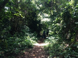 Hutan di pulau Santolo yang harus dilewati menuju sisi pantai yang bisa untuk dirikan tenda 