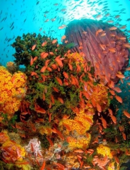 Coral Reef - Wakatobi Diving Resort, Indonesia: 