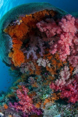 Crazy colors in the coral in every Nook And Cranny. This photo was taken on a diving trip to Raja Ampat, Indonesia. The colors in some of the locations were stunning, the soft coral literally filled every nook and cranny! WWW.ClearBluePhoto.com – Check out the full album and see more stories: 