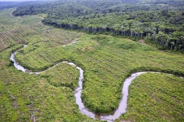 Kerusakan Hutan Papua