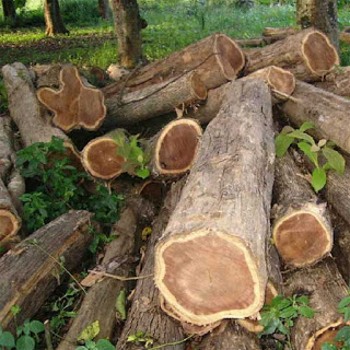 Berbagai Jenis Kayu untuk Membuat Mok Yan Jong oleh Samuna Berbagai Jenis Kayu untuk Membuat Mok Yan Jong oleh Samuna