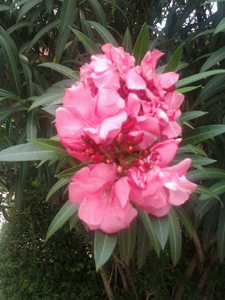 oleander3 | Foto: koleksi pribadi