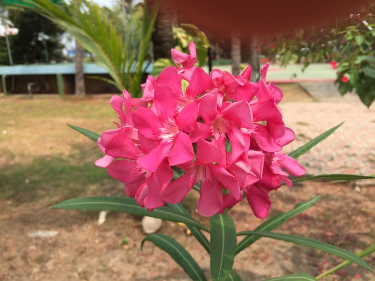 oleander4 : foto: koleksi pribadi