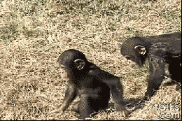 Naughty Chimp Pushes baby into Water/blog Animal/blog.hassanane