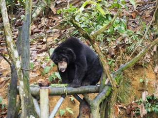 Wisata Beruang Madu Di Balikpapan Kalimantan Timur Halaman Wisata Beruang Madu Di Balikpapan Kalimantan Timur Halaman