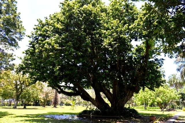 Pohon berusia tua di Thurston Garden (dok. cech)