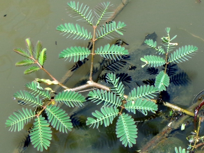 Sayur Daun Putri Malu oleh Johan Arifin Kompasiana com Sayur Daun Putri Malu oleh Johan Arifin Kompasiana com