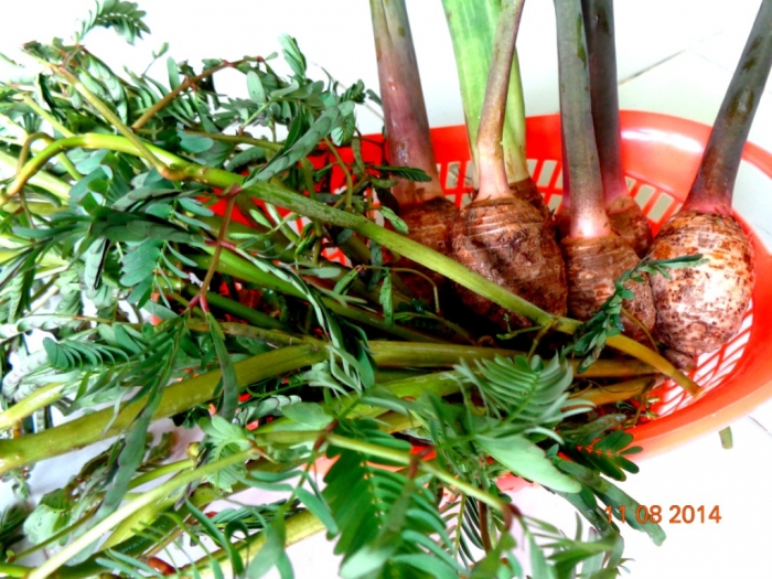 Sayur Daun Putri Malu - Kompasiana.com