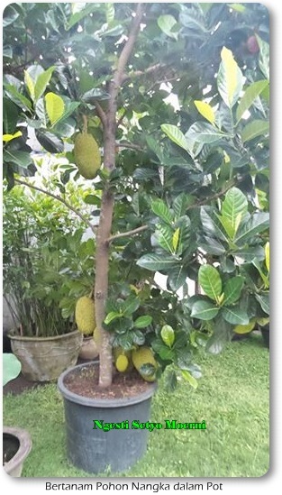 Menanam Nangka Dalam Pot Bisa Berbuah Mudah oleh Ngesti Menanam Nangka Dalam Pot Bisa Berbuah Mudah oleh Ngesti