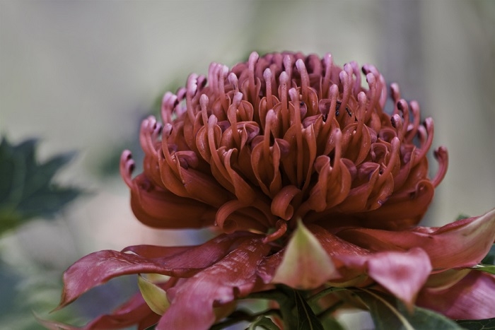 Gambar Bunga Nasional Inggris - GAMBAR BUNGA