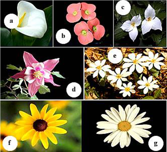 Alam Dan Barisan Bilangan Fibonacci Halaman All Kompasiana Com