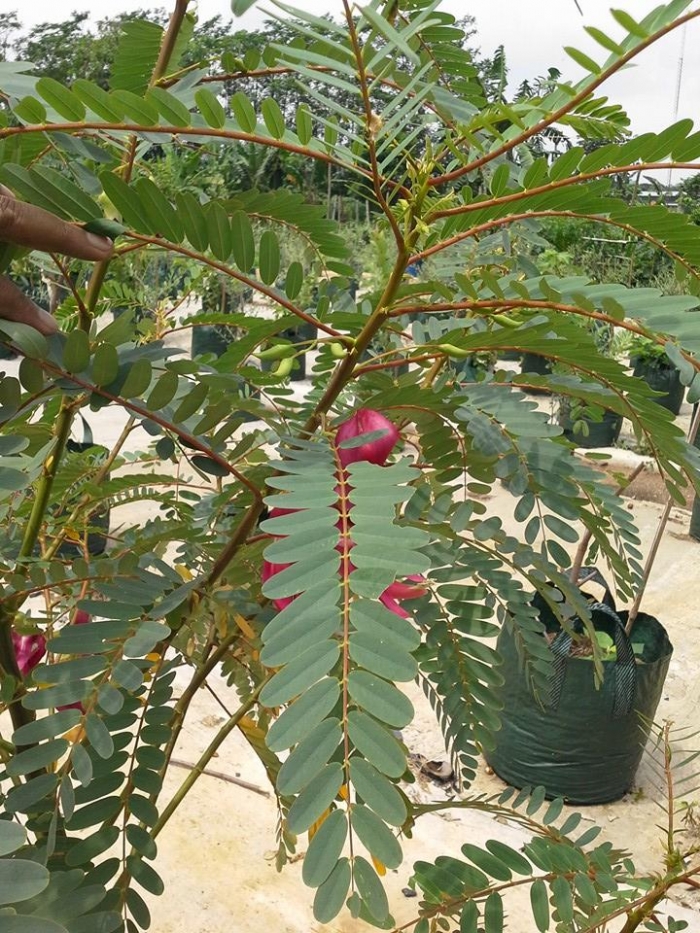 Pohon Turi, bunganya yang cantik Merah itu dipercaya sebagai Obat Kanker. Foto: Ilyani