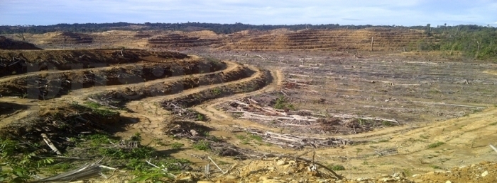Hutan Habis dimakan kebun moderen bernama perusahaan sawit. (foto:penulis ketika meliput ke lokasi sawit pt.nabire baru di Nabire Papua)