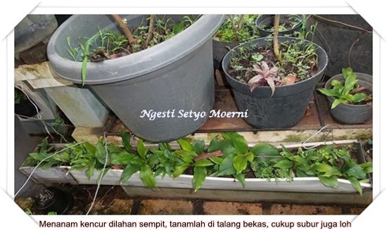 Budidaya Tanaman Obat di Lahan Sempit Secara Vertikultur Budidaya Tanaman Obat di Lahan Sempit Secara Vertikultur