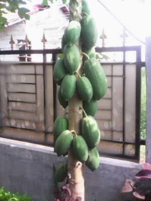 Budidaya Pepaya Calina Budidaya Pepaya Calina