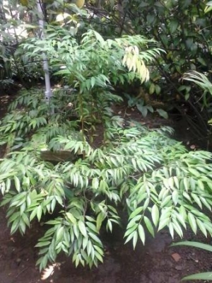 Nagasari Tanaman Pelindung Superstisi oleh Mabate Wae Nagasari Tanaman Pelindung Superstisi oleh Mabate Wae