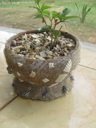 Pot  Barbek Seindah Tanaman Hias Kompasiana com  Pot  Barbek Seindah Tanaman Hias Kompasiana com