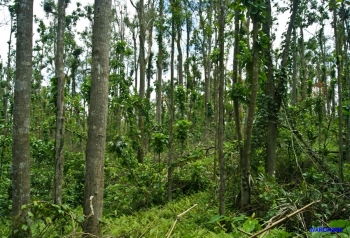 Sebutkan Hasil Produksi Dari Sektor Kehutanan Coba Sebutkan Sebutkan Hasil Produksi Dari Sektor Kehutanan Coba Sebutkan