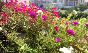 Kumpulan gambar untuk Belajar mewarnai Gambar Bunga   Kumpulan gambar untuk Belajar mewarnai Gambar Bunga