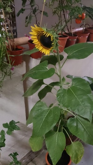 Menanam Bunga Matahari Dalam Pot Kenapa Tidak oleh Acik Menanam Bunga Matahari Dalam Pot Kenapa Tidak oleh Acik